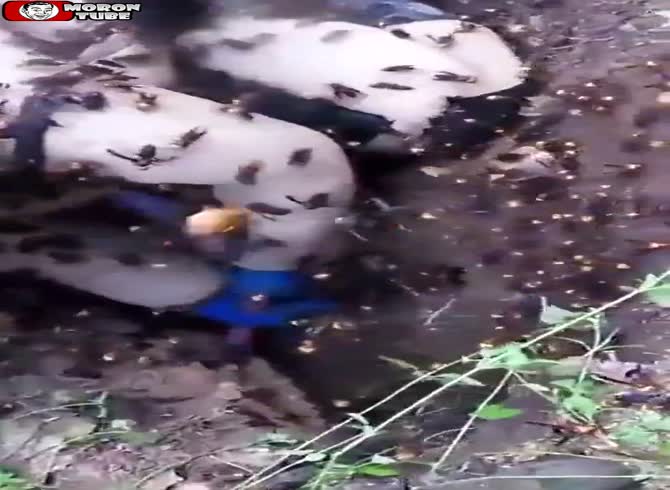 Video: He gets rid of a hornet's nest